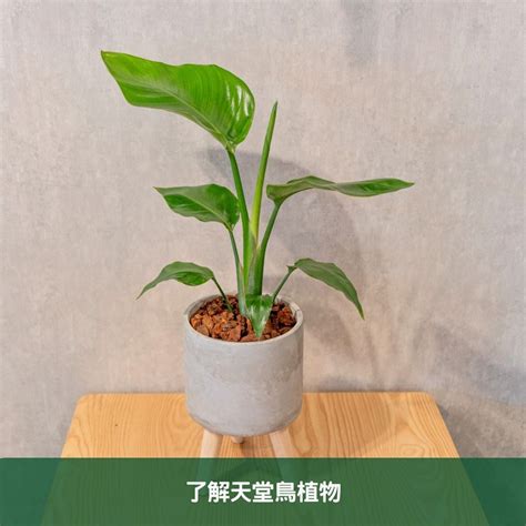 天堂鳥種子|天堂鳥植物完全栽培指南 從選擇到養護 